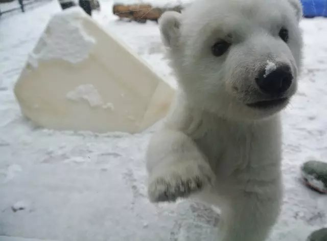 baby polar pear